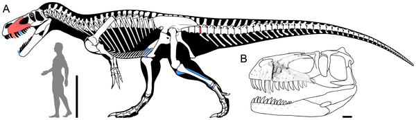 Esquema de un Torvosaurus gurneyi